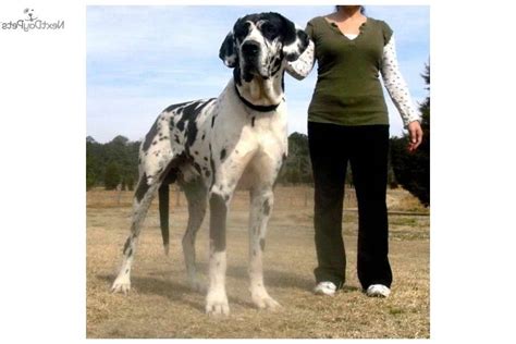 Find great dane puppies and breeders in your area and helpful great dane information. Great Dane Puppies For Sale Near Me | PETSIDI