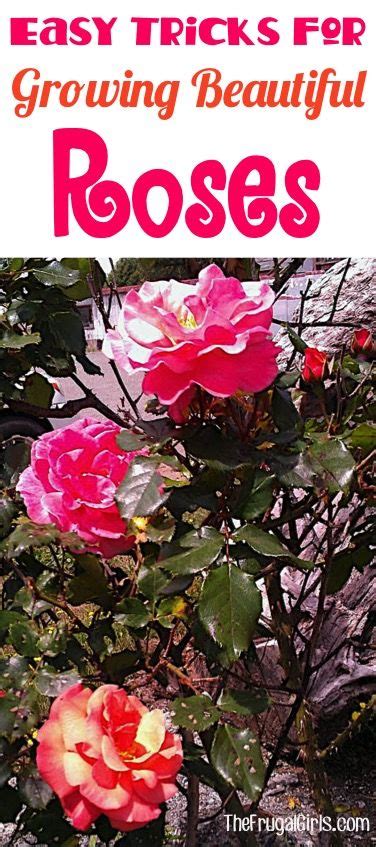 Rose Gardening Tips The Frugal Girls Best Roses Growing Roses