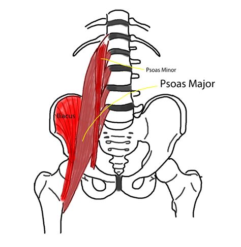 This alters posture and also inhibits, or turns off, the opposing muscle group, the gluteus maximus. Are your hip flexors causing your low back pain? | Total ...