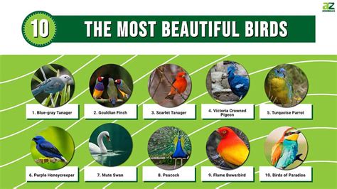 10 Most Beautiful Birds In The World Az Animals