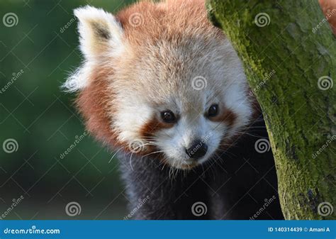 Red Panda Peering Around A Tree Branch Close Up Stock Image Image Of