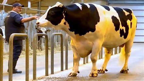 Huge Holstein Friesian Bulls YouTube