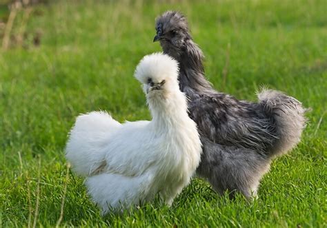 Complete Silkie Chicken Guide Eggs Colors And More Chickens And More