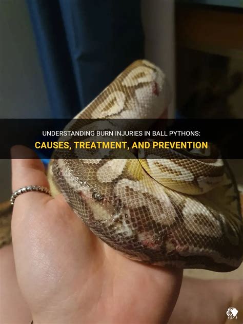 Understanding Burn Injuries In Ball Pythons Causes Treatment And