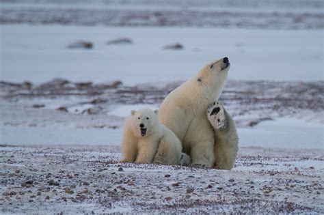 Autumn Polar Bear Tours See The Arctic At Its Best Arctic Kingdom