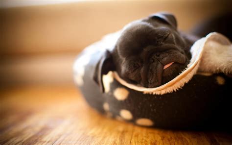 Funny Pug Wallpapers Wallpaper Cave Afalchi Free images wallpape [afalchi.blogspot.com]