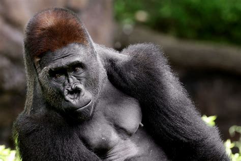 Monkeying Around The Dallas Zoo Gorilla Goes Viral Again For His