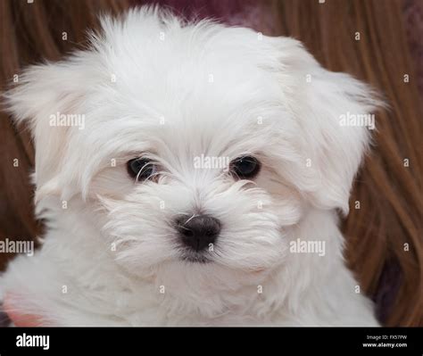 Cute White Fluffy Maltese Puppy Stock Photo Alamy
