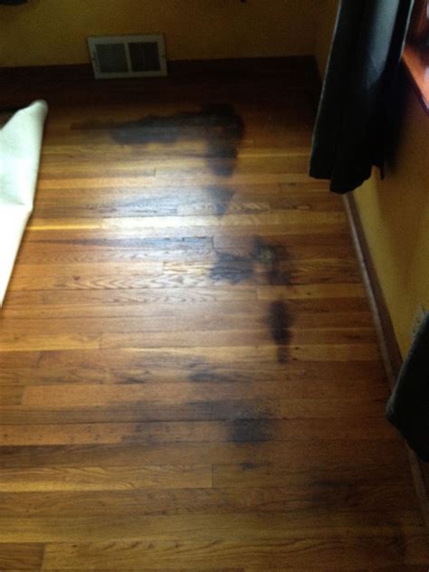 Removing Cat Urine From Hardwood Floors Flooring Designs
