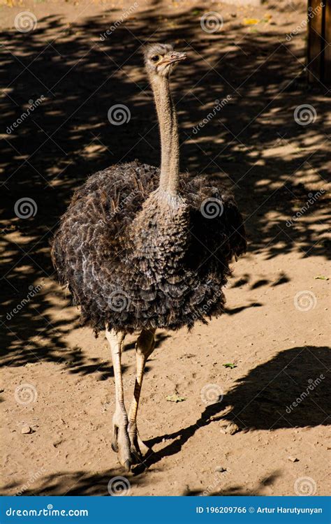 African Ostrich At The Zoo Stock Photo Image Of Ostrichnn 196209766