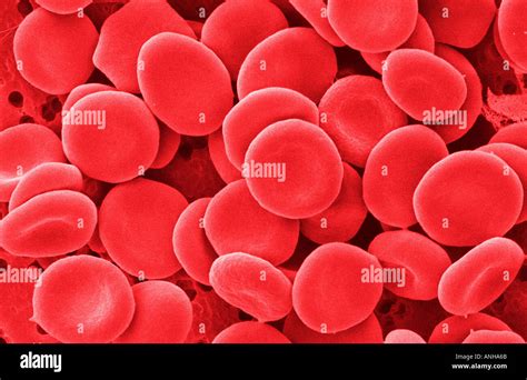 Red Blood Cell Electron Micrograph