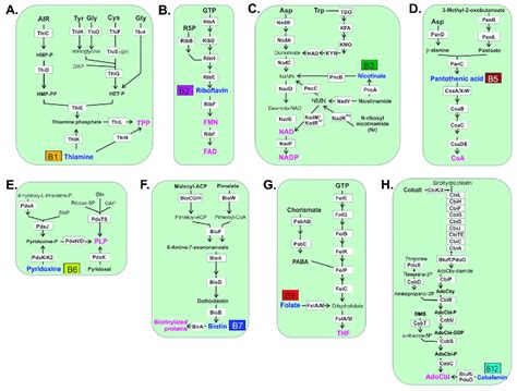 Biochemical Pathways For Vitamincofactor Biosynthesis In Human Gut