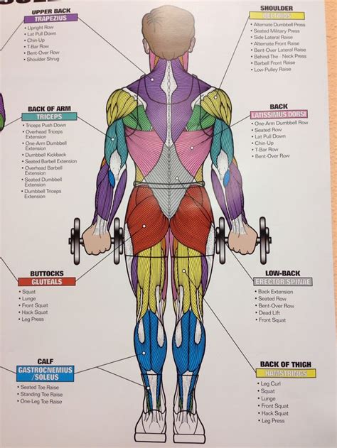 Muscle Chart Of The Human Body