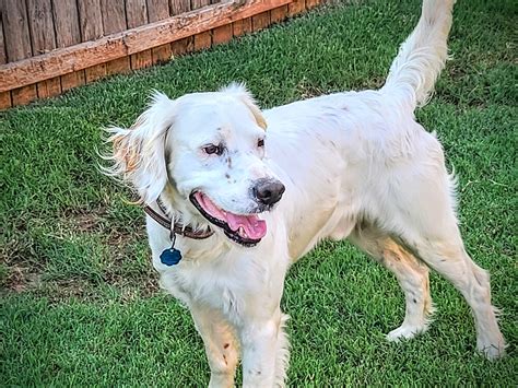 Charles Southwest English Setter Rescue