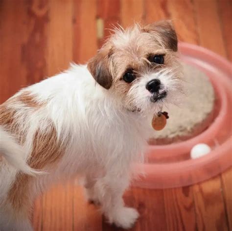 Shih Tzu Terrier Mix Malakowes