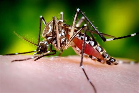 New Insights Into Dengue Virus National Institutes Of Health Nih