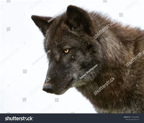 Head Shot Dark Brown Wolf Amber Stock Photo 1792564849 Shutterstock