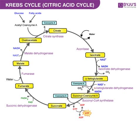 Explain The Different Steps Of Krebs Cycle