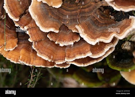 turkey tail fungus or mushroom trametes versicolor also known as coriolus versicolor and