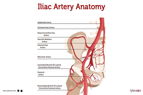 Iliac Artery Human Anatomy Image Functions Diseases And Treatments