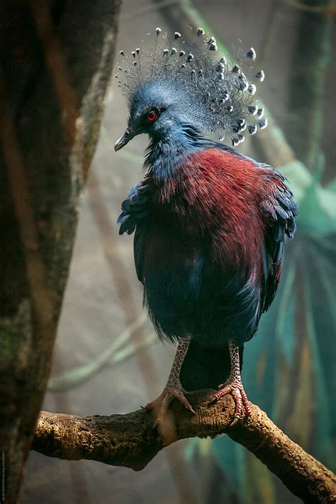 A Victorian Crowned Pigeon By Stocksy Contributor Alan Shapiro