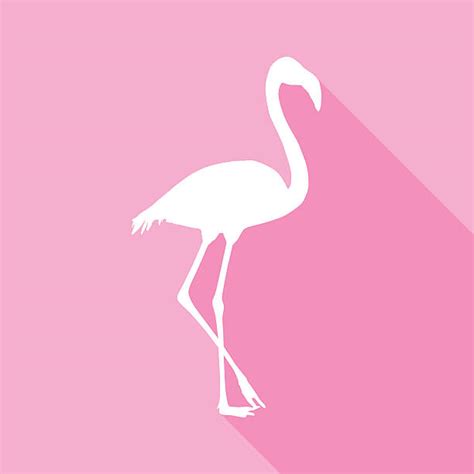Best Flamingo Illustrations Royalty Free Vector Graphics
