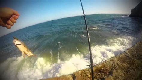 Central Coast Surf Perch Fishing Youtube