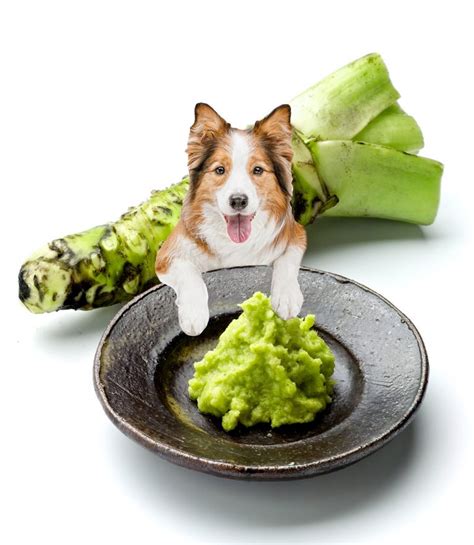 Can Dogs Eat Wasabi What To Do If They Do Bone Appetreat
