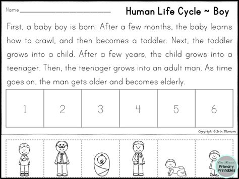 Free Human Life Cycle Sequencing Story ~ Boy And Girl Versions Included