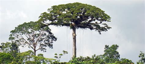 The Ceiba Tree Ceiba Foundation