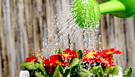 Summer Watering Guide For Happy And Healthy Plants Plantscape Live
