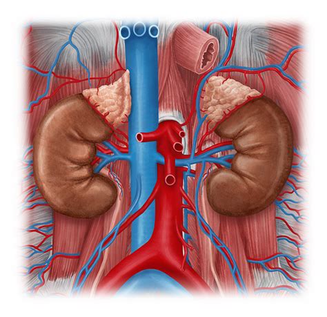 Kidneys Anatomy Study Guide Kenhub