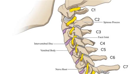 This Is A Pain In The Neck A Chiropractors Personal Experience With