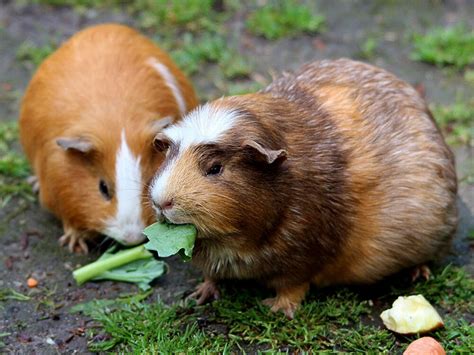 Cavies should feed on unlimited hay and fresh water. What Can Guinea Pigs Eat? 11 Best Vegetables to Feed|UK Pets