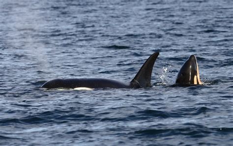 Orca Baby Boom 7th Calf Born To Endangered Southern Resident