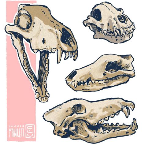 Skull Of The Wolf Wolves Are Great Art Reference Wolf Skull Skull