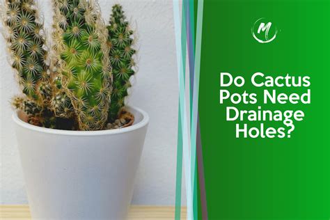 Do Cactus Pots Need Drainage Holes Plant Your Cacti Correct