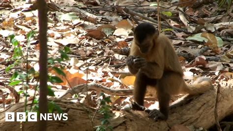 Monkeys Used Stone Tools 700 Years Ago Bbc News