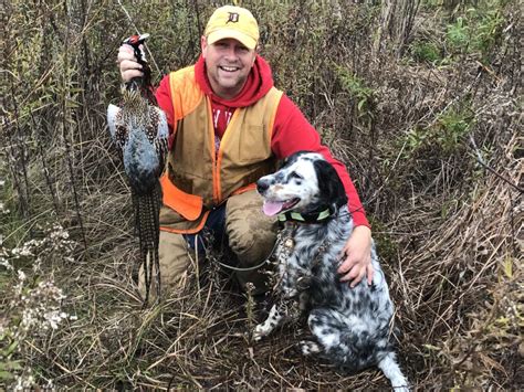 Llewellins Hunting Gould Gun Dogs