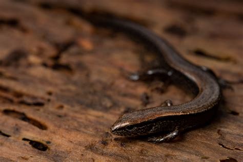 Little Brown Skink Reptiles And Amphibians Of Mississippi