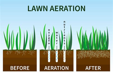 How And Why To Aerate Your Lawn This Fall For A Better Yard Next Year