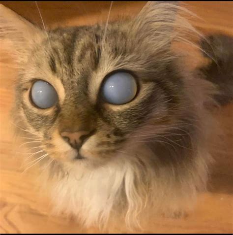 Blind Cats Are Definitely Aliens Catsarealiens
