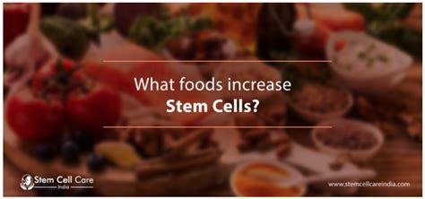 These Foods Increase Stem Cells The Health Coach