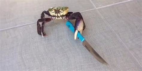 The Sad Truth Behind The Viral Video Of A Knife Wielding Crab