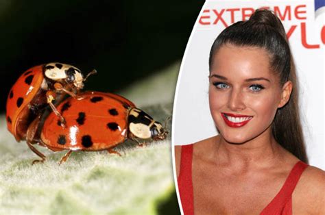 sex pest ladybugs strike corrie filming halted by mating bugs daily star