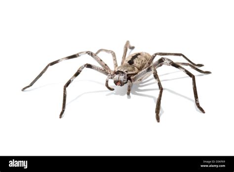 Huntsman Spider Sparassidae Formerly Heteropodidae Photographed In A