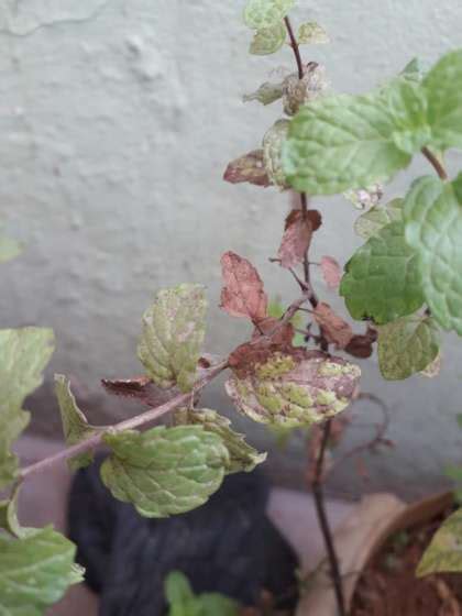 How To Prune Mint Plant A Complete Guide Homestead Gardener