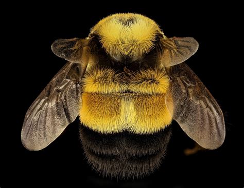 Myself and others have been posting recently about not seeing any green circles in the match queue (even with bumble boost), and receiving few if any matches after deleting and recreating our profile. Rusty Patched Bumble Bee Free Stock Photo - Public Domain ...