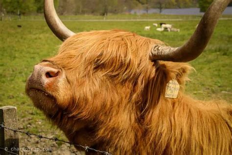 Una Visita A La Vaca De Las Tierras Altas De Escocia