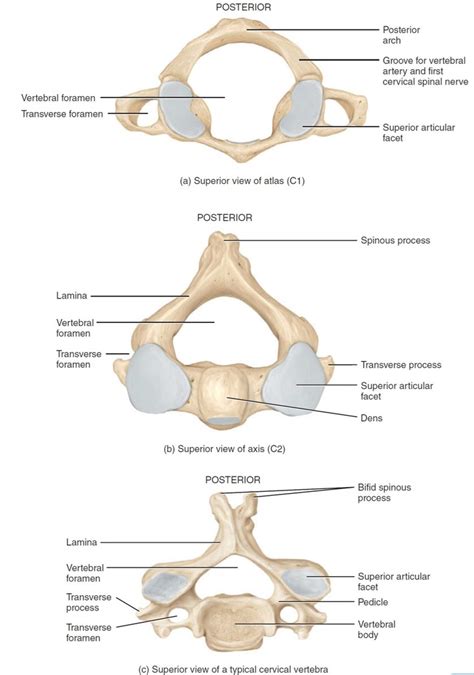 C1 Atlas C2 Axis Cervical Vertebra Diagram Quizlet